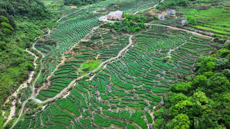 关于开采啦！高山云雾育好茶 金淘春茶香四方的内容