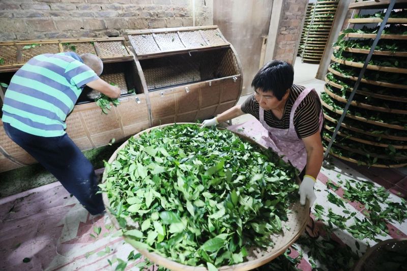 关于开采啦！高山云雾育好茶 金淘春茶香四方的内容(4)