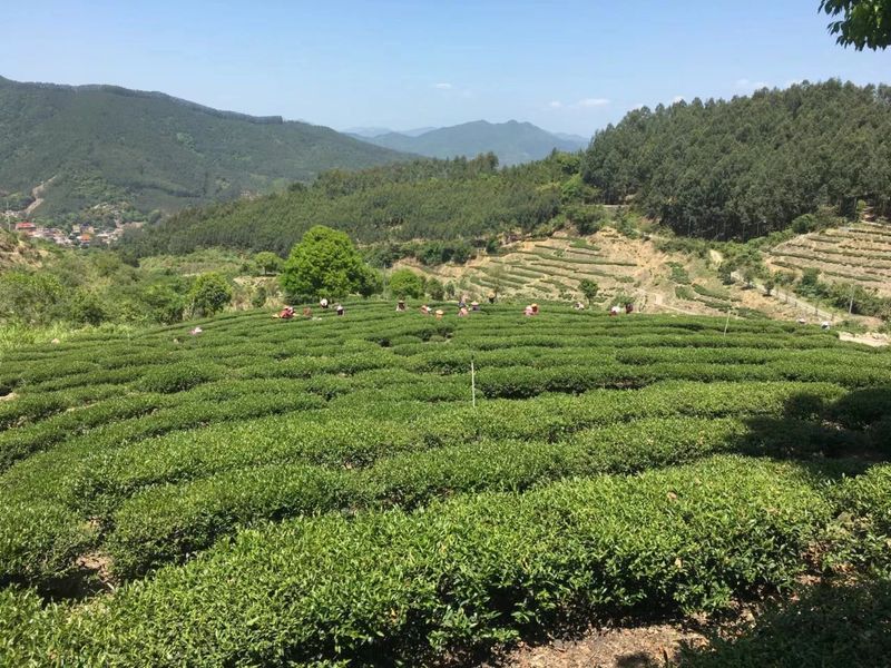 关于开采啦！高山云雾育好茶 金淘春茶香四方的内容(5)