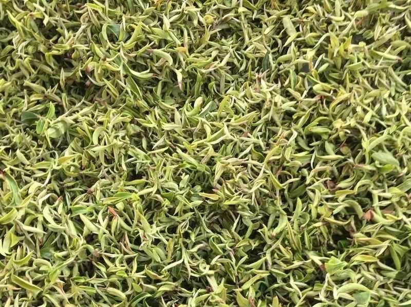 关于开采啦！高山云雾育好茶 金淘春茶香四方的内容(6)