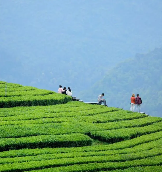 关于湖北恩施：“茶旅融合”客满园的最新消息(1)