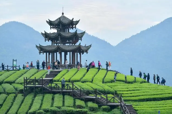 关于湖北恩施：“茶旅融合”客满园的最新消息