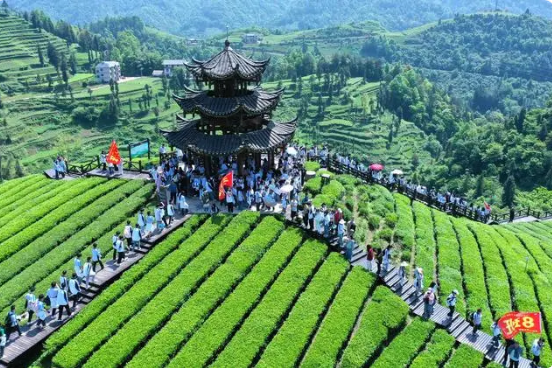 关于湖北恩施：“茶旅融合”客满园的最新消息(2)