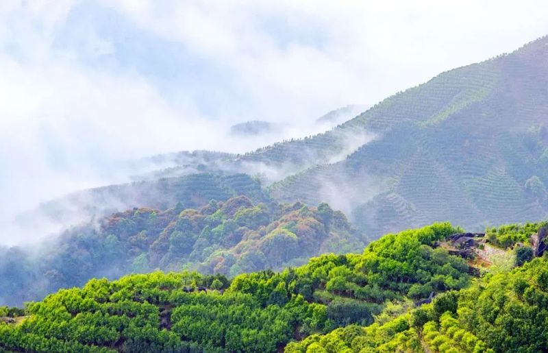 关于走进凤凰单丛茶核心产区，解锁高香丛韵的“味蕾密码”！的消息(3)