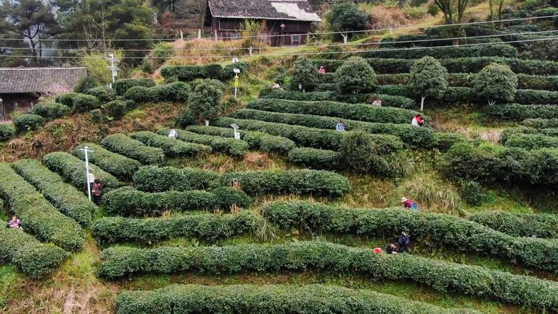 关于都匀：大数据赋能都匀毛尖茶产业发展的新闻