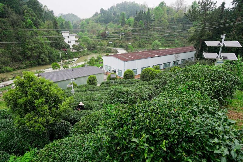 关于都匀：大数据赋能都匀毛尖茶产业发展的新闻(7)