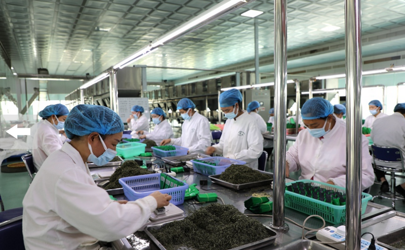 关于信阳市浉河区：科技为茶产业发展赋能的内容