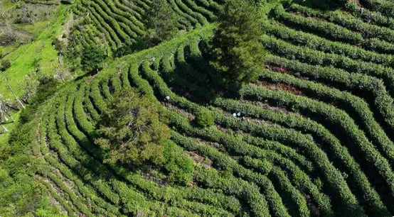 关于安徽绩溪：高山云雾茶 一叶成“一业”的最新消息