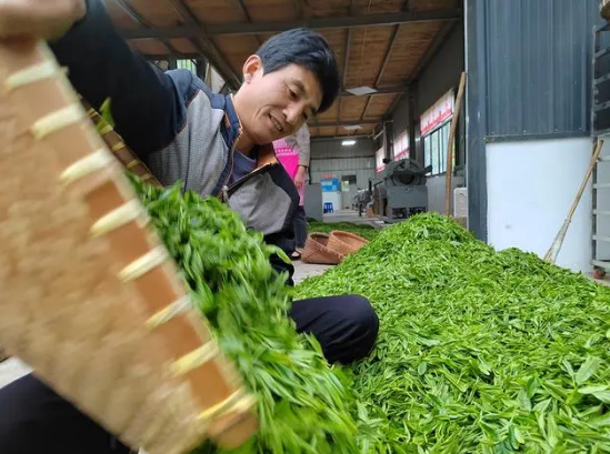 关于安徽绩溪：高山云雾茶 一叶成“一业”的最新消息(2)