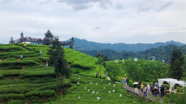 关于2024湖北茶产业难在哪？包装须合规，市场疲软，库存压力大的相关信息