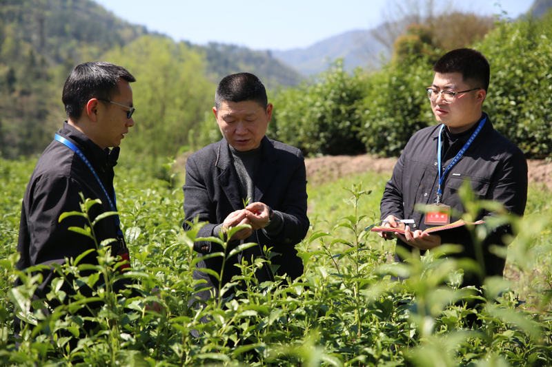 关于青花镇纪委：一线监督护航 助力春茶飘香的相关内容