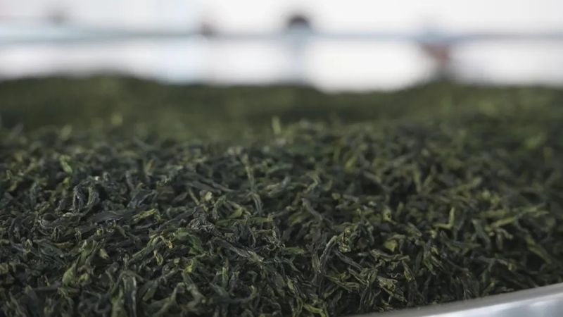 关于茶产业托起大别山区乡村振兴梦的消息(2)