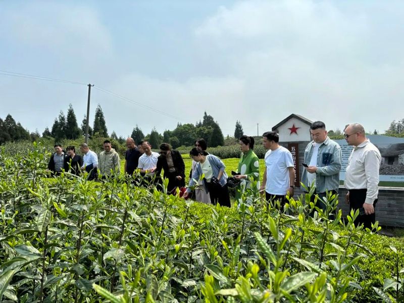 有关于桥墩镇：为苍南茶产业发展献计支招的资讯(2)