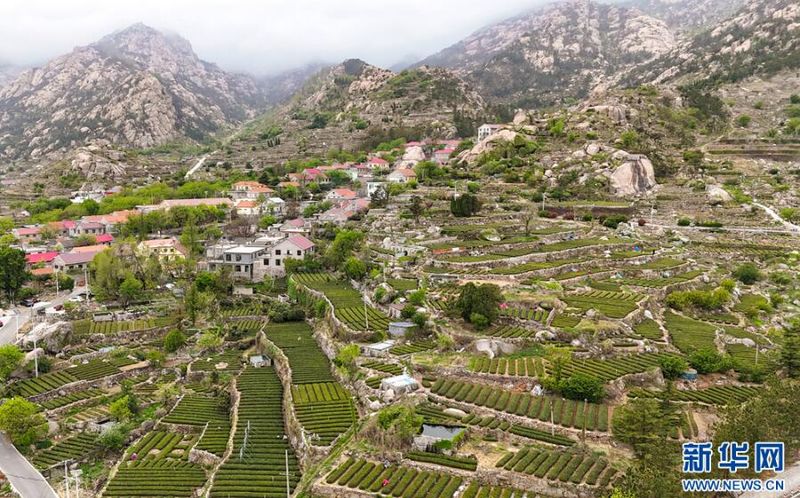 关于山东青岛崂山春茶开采的信息(1)