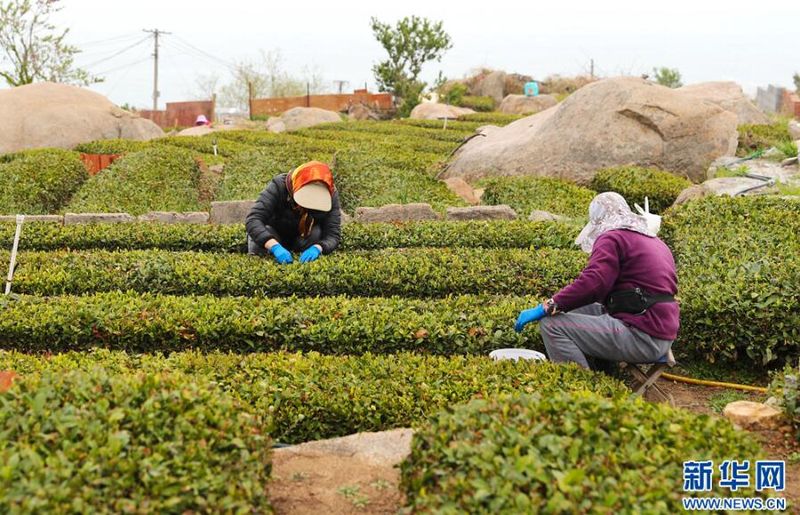 关于山东青岛崂山春茶开采的信息(2)