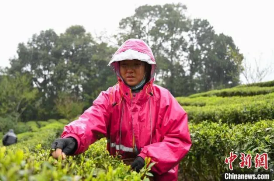 有关于西藏边城墨脱:“一片茶叶”兴产业的内容(1)