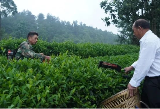 关于沿河塘坝镇：“茶”产业赋能乡村振兴的信息(1)