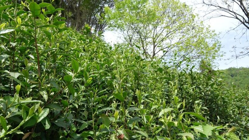 有关于从“茶小白”到“茶行家”！邓庆丽带领群众走上致富路的资讯(6)