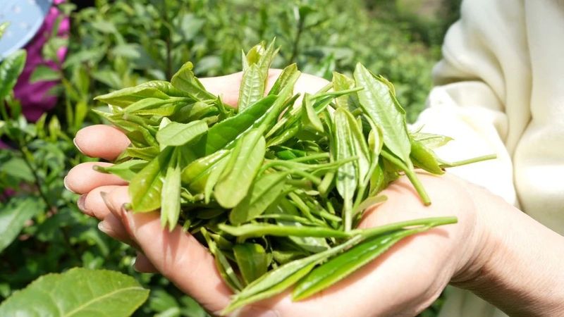 有关于从“茶小白”到“茶行家”！邓庆丽带领群众走上致富路的资讯(4)