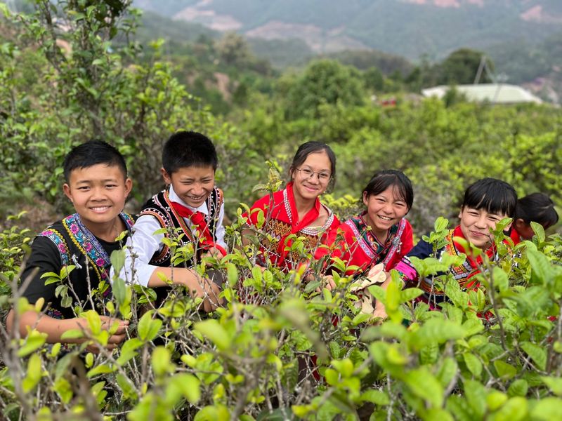 关于新抚镇小学：茶山变课堂 学生采茶忙的消息(4)