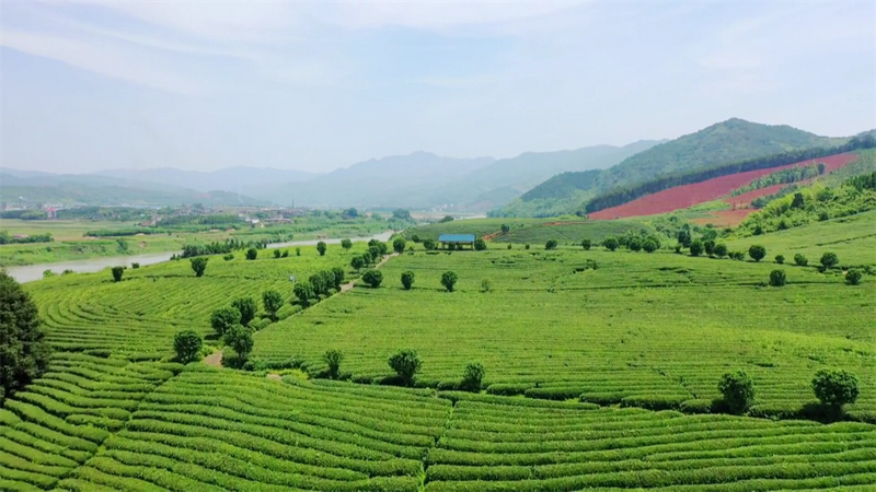关于春意正浓茶飘香 建瓯14.1万亩春茶采制忙的相关信息(6)