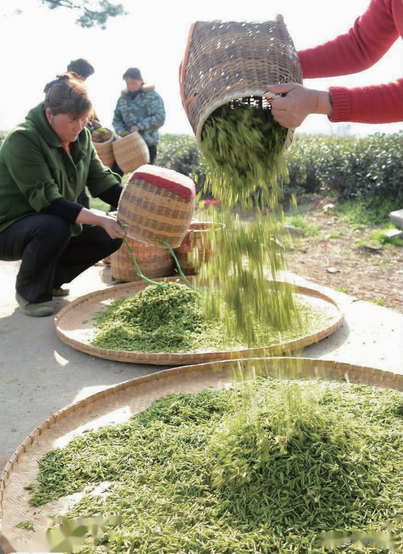 有关于浙江永嘉:乌牛早茶产业谱写乡村振兴“大文章”的内容(1)