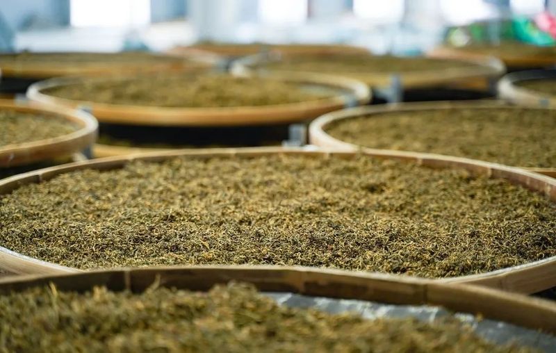 有关于务川：茶香四溢忙不停的资讯(1)