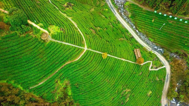 有关于陕茶一号:从一棵茶树到一方产业的信息(3)