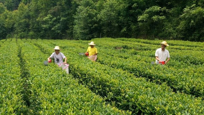 有关于陕茶一号:从一棵茶树到一方产业的信息(5)