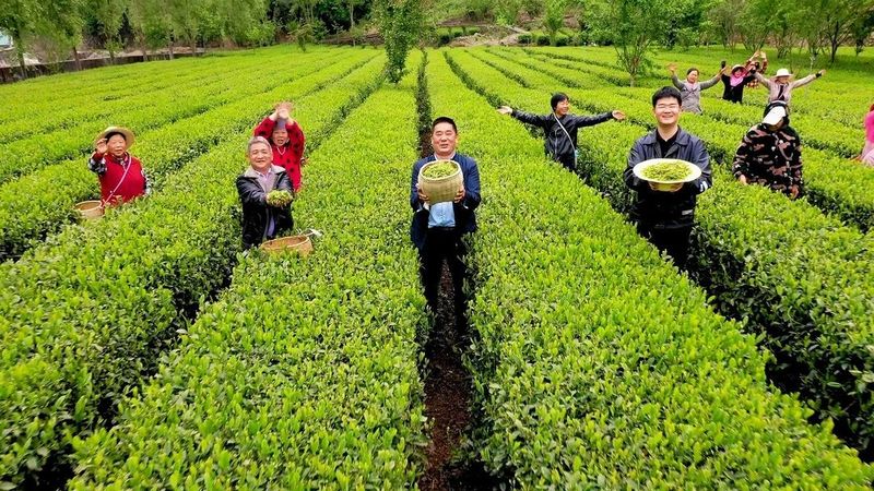 有关于陕茶一号:从一棵茶树到一方产业的信息(4)