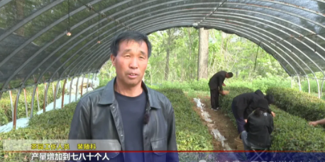 关于夏县泗交镇:500 余亩春茶开采 茶韵飘香促振兴的相关内容(2)