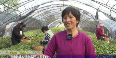 关于夏县泗交镇:500 余亩春茶开采 茶韵飘香促振兴的相关内容(1)