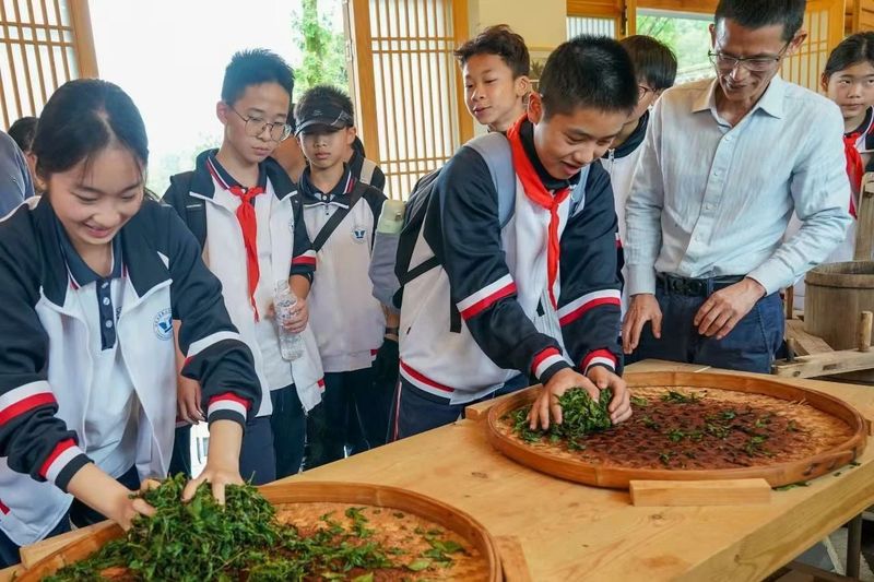 有关于武夷山千人体验采茶制茶的相关信息(4)