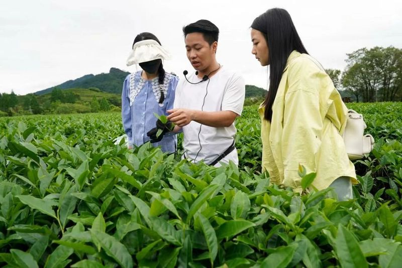 有关于武夷山千人体验采茶制茶的相关信息(1)