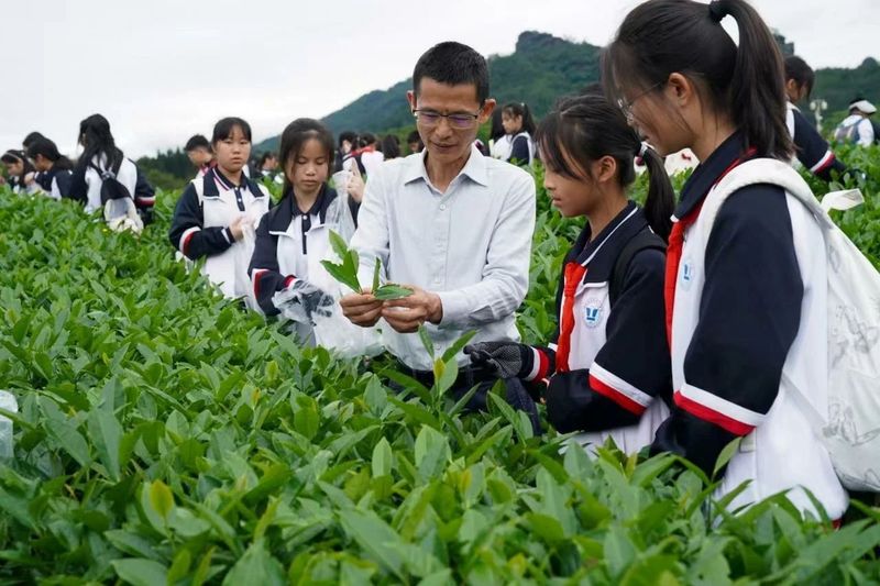 有关于武夷山千人体验采茶制茶的相关信息(2)