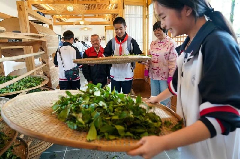 有关于武夷山千人体验采茶制茶的相关信息(3)