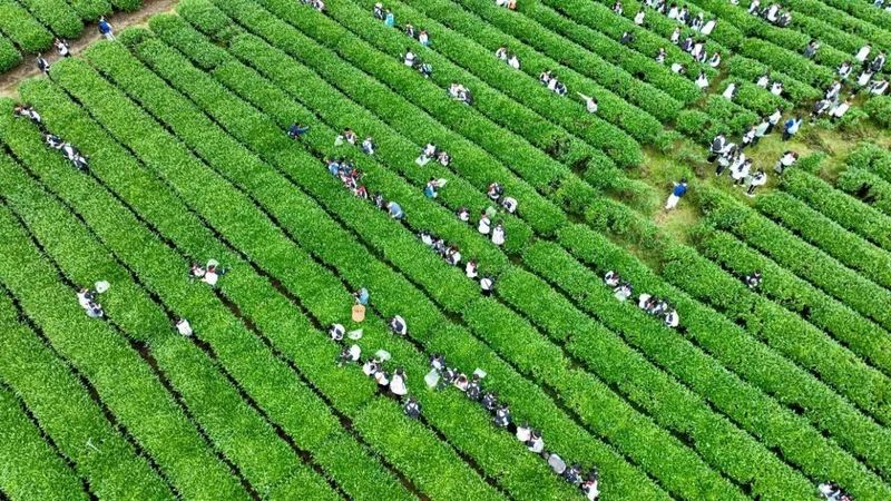 有关于武夷山千人体验采茶制茶的相关信息