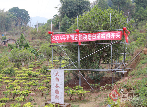 有关于普洱景谷举行第二届“景谷秧塔大白茶”开采节的消息