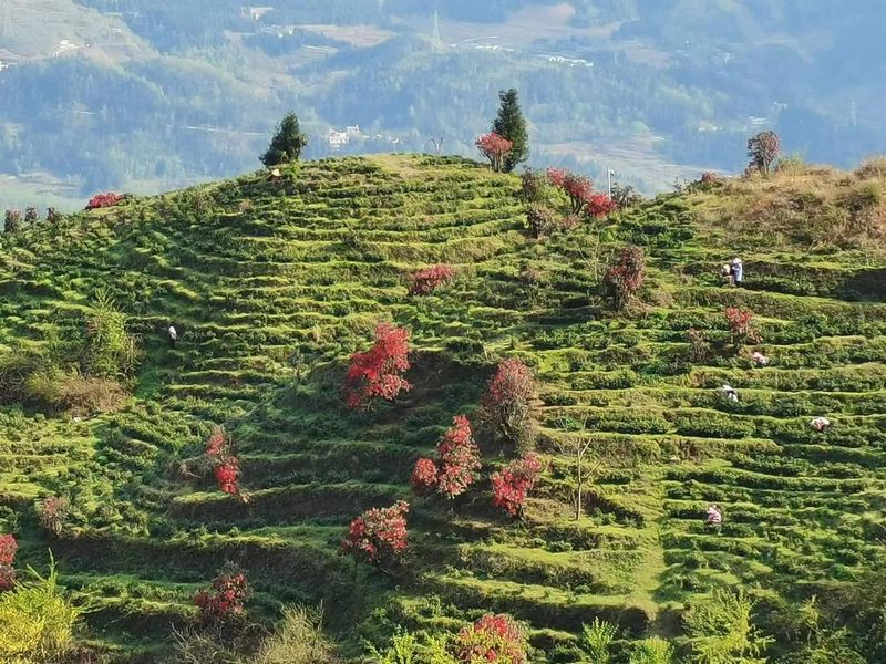 有关于普安县以“茶”生“金” 典型引领强村富民的资讯(4)