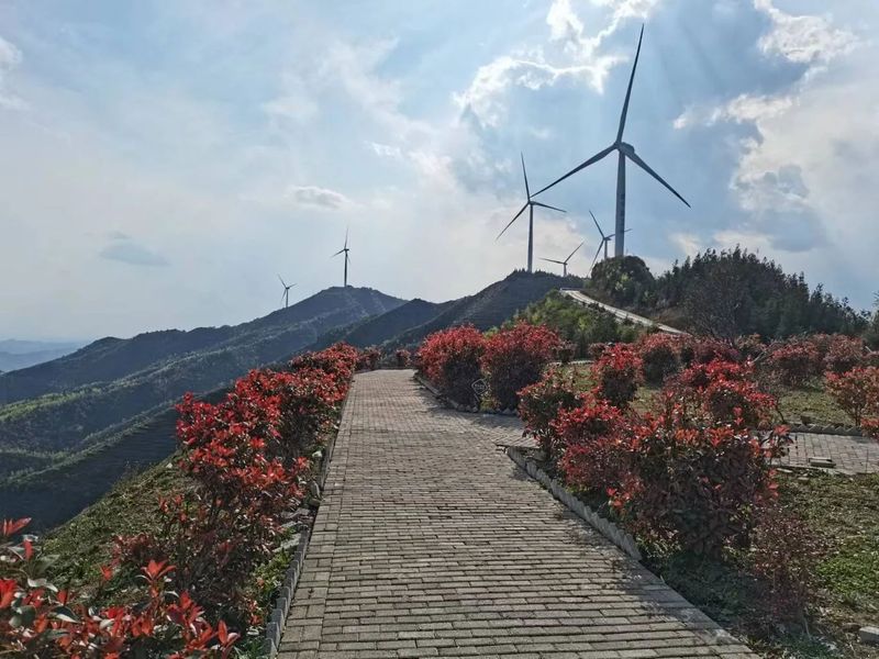 有关于普安县以“茶”生“金” 典型引领强村富民的资讯(5)